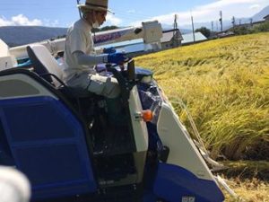 ピロール米収穫